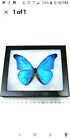 Real Framed Morpho Butterfly Iridescent Blue Morpho  Peru   Shadowbox