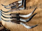 Mounted Steer Horns 5    Wide To 5  6  Longhorn Polished New Mount Bull Cow