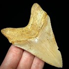 Indonesian Megalodon Shark Tooth 3 43  Real Unrestored Shark Teeth Fossils