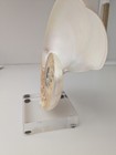 Nautilus Seashell Half Shell Mounted On Acrylic 3 sq Base 7  Tall X 6  Wide