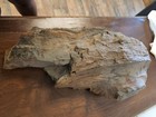 Large   Heavy Driftwood  Taxidermy Mount aquarium Etc 