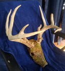 9 Point Whitetail Deer Antler Rack  With Skull 