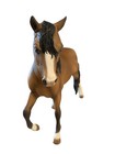 Beautiful Large Hand Painted Toy Horse By Kim Shepherd 1-06