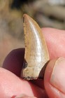 Tyrannosaur Fossil Tooth Awesome Condition Jrf Montana Theropod  2