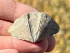 Nice Fossil Brachiopod Unknown Origin 1 55   