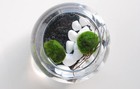 1  Inch Marimo Moss 3 Balls Cladophora Live Aquarium Plant Fish Tank Plant