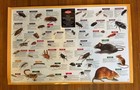 Bugs Insects Orkin Pest Id Cockroach Poster Ants  Vtg 2-sided Chart Print 25x39