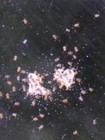 150  Rare Semi-aquatic Orange Springtails  Podura Colony With Live Aquatic Plant