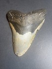 Megalodon Sharks Tooth 6 03    Inch Fossil Sharks Teeth Tooth  0099