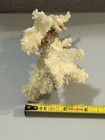 White Coral Specimen On Wood Stand  Approx 5 In Long Display Decor Accent