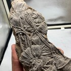 570 Grams Of Fossils Of Crinoid From The Guanling Biota In Guizhou