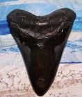 Megalodon Shark Tooth 5  Shark Teeth Giant Jaw Fossil Stunning Color  real