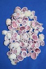 Cebu Beauty  Sliced Seashells  Purple  Lavender Color jewelry Supply  Cs-63