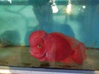 Super Red Monkey Flowerhorn Fry     Baby Flowerhorn 5 Fish