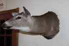 Whitetail Deer Head Shoulder Mount Taxidermy Mount Antler Hunt Rack Mule Hide