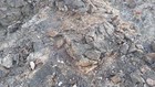 20 Pounds Of Gold Ore