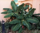 2 Pack Dwarf Cavendish Banana Plant - Musa - 2 5  Pot 
