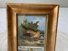Vintage Antique Victorian Ephemera Framed  Yellowhammer Bird  From Scrapbook