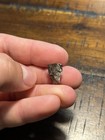 Large Triceratops Tooth Dinosaur Fossil Hell Creek Formation Mt
