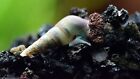 35  Malaysian Trumpet Snails cleaner feeder algae Eaters