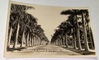 Rare Antique American Southern Street Royal Palms Ft Myers Fl Photo Postcard  Us