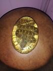 Rare Real Diamondback Rattlesnake Vintage Resin Lucite Taxidermy Science Oddity