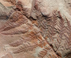 Museum Quality 3d Preserved Fossil Fern Senftenbergia   Pecopteris     Plumosa