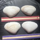 Natural Witch   s Seashell  Ocean Altar Decor  Ritual Offering wicca 4pcs  Lot 18