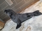 Hansa Sea Lion Plush Stuffed Animal Gray black Washable Medium 2006