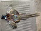 Rooster Ringneck Pheasant Full Skin 2 Wings Tail Feathers Wall Art Taxidermy