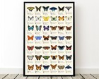 Butterflies Of North America Photographic Print
