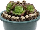 40pcs Halloween Mini Skull Figurine Halloween Miniature Skeleton Head Statue    