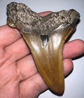 Monster Auriculatus Fossil Shark Tooth 3 6 In Megalodon Ancestor  No Repair 