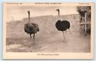 2 Postcards Curacao  D w i   Dutch West Indies   Ostrich Farm  albertine 