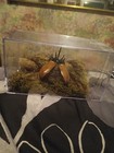 Wings Spread Large 5 Horn Rhinoceros Beetle In Platic Display Case 