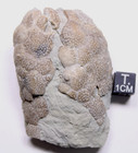 Triamara Ventricosa Silurian Cystoid Fossil Indiana Massie Shale