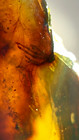 Burmese Burmite Cretaceous Lizard Claw Insect Fossil Amber Myanmar