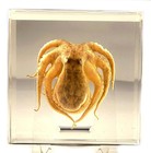 94mm Real Octopus In Crystal Clear Lucite Resin Science Education Paperweight