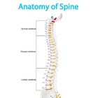 17 72 Inch Human Spine With Pelvic Model Human Anatomical Anatomy Spine Model