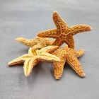 Sugar Starfish Piaster Ochraceus  4 Starfish Approx  0 75-1  Inches  