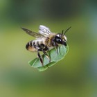 Leaf Cutter Bees  the Garden Bee  Stingless Super Pollinator