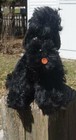 Steiff Black Mohair Jointed Snobby Poodle 5 5  Dog 1950 s