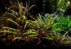 Live Aquarium Plants Hygro Pinna Hygrophila Pinnatifida Bunches Fish Tank
