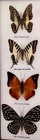 20 Real  Mounted Butterflies   In Frame Taxidermy Insects Size 18 75   12 75 
