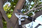 Corona Fl 3420 Compound Action Anvil Lopper 32  1-1 2  Cut