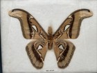 Vintage Butterfly Moth Attacus Atlas Taxidermy Real Specimen Frame