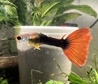 2 Male Live Aquarium Guppy Fish  Red Tail Tuxedo- Free Fast Shipping