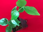 Surinam Cherry Black Eugenia Uniflora Pitanga Plant Fruit Tree Potted 3-7 