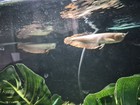 Silver Arowana 6-7        Wild Caught Predator Fish 