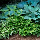 Hosta Bumper Crop Mix 10-30 Plant Roots - Summer Blooms  Foliage For Shade